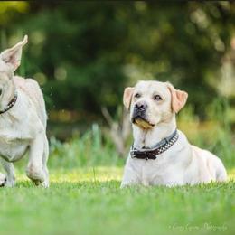 Labrador Retriever Puppies from Suebel Labradors South