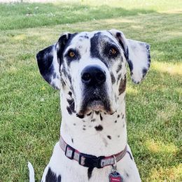Great Danes and Yorkshire Terriers from Debonair Danes