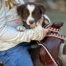 Dusty - Red male Border Collie puppy in North Lakeport, California from Wild Rose Ranch