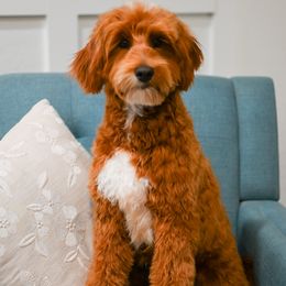 Maverick - Goldendoodle