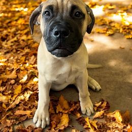 Bullmastiff Puppies from Ambrosia Mastiffs