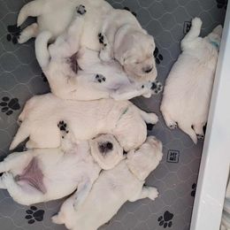 Golden Retriever puppies from Rosemarie's Golden Retrievers