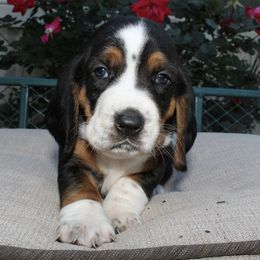 Girl 5 - Basset Hound puppy in Texas from Basset Hounds of Jacksboro, Tx