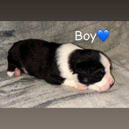 Miniature Australian Shepherd Puppies from Deep South Aussie's