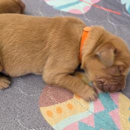 3rd pick - Golden male Golden Retriever puppy in Inverness, Florida from Sydney’s Goldens