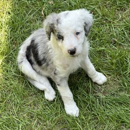 Bordoodle Puppies from Bordoodles of Maine