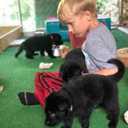 German Shepherd Puppies from Ransomshire Shepherds