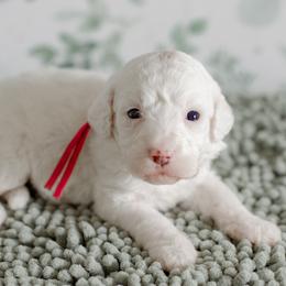 Spark - Parti female Goldendoodle puppy in Apopka, Florida from The Classic Doodle