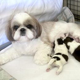 Shih Tzu Puppies from Cheryl Strak's Shih Tzus