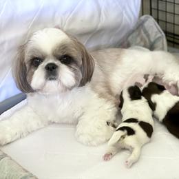Shih Tzu Puppies from Cheryl Strak's Shih Tzus