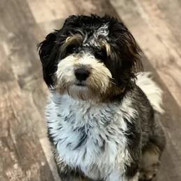 Khloe - Aussiedoodle
