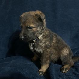 Jaya - Sable female German Shepherd puppy in Milan, Illinois from Stonewick German Shepherds