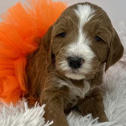 Orange Female - Apricot female Goldendoodle puppy in Great Falls, Montana from Montana Goldendoodles