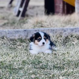 Australian Shepherd, Lagotto Romagnolo, and Pembroke Welsh Corgi Puppies from SS Australian Shepherds