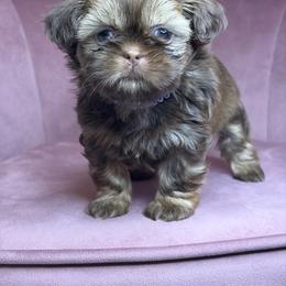 Akc Lux - Chocolate and tan female Shih Tzu puppy in Roseville, Michigan from Diamond Paws LLC