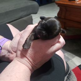 Girl 2 - Brindle Shih Tzu puppy in Hollywood, Florida from Crystal's Shih Tzus