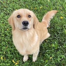 Scarlet - Golden Retriever