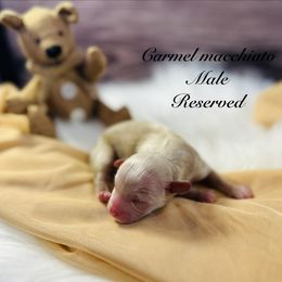 Carmel macchiato - Gold male Shihpoo puppy in Ohio from Moore Doodles