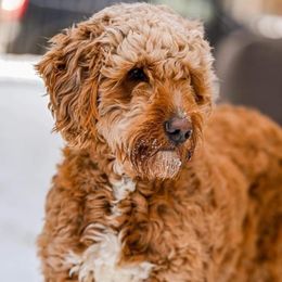 Lenny - Goldendoodle