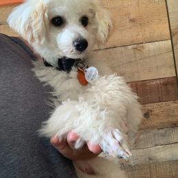 Pebbles - Parti female Poodle puppy in Haddam, Kansas from Golden B Acres
