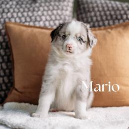 MARIO - Blue merle male Miniature American Shepherd puppy in Puyallup, Washington from FERGI’S GEMINI MAS