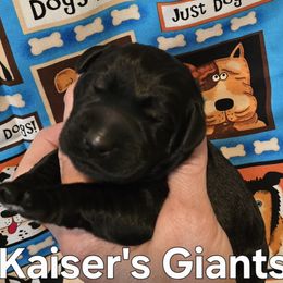 Boy 2 - Black male Giant Schnauzer puppy in Billings (Bil), Montana from Kaiser's Giants