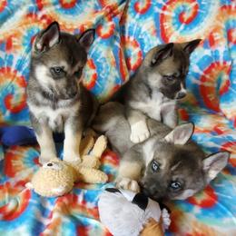 Siberian Husky Puppies from Evereve Kennels