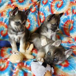 Siberian Husky Puppies from Evereve Kennels