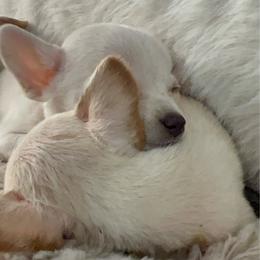 Valentina - Cream and white female Chihuahua puppy in West Richland, Washington from PNW PAWS