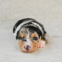 Rodeo - Blue merle female Australian Shepherd puppy in Aberdeen, North Carolina from Huckleberry Hill Aussies LLC.