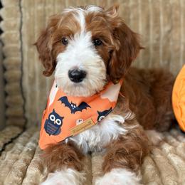 Ike - Red  male Goldendoodle puppy in Yuciapa, California from AlltheDoodlez_