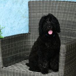 Sheepadoodle Puppies from Riley Grace Puppies