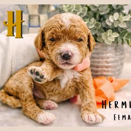 Hermione - Red  female Goldendoodle puppy in Hilton, New York from The House of Goldendoodle