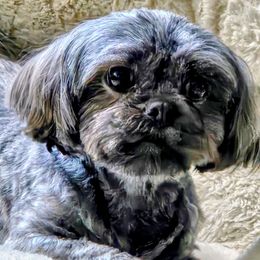 Pema - Lhasa Apso