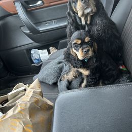 Cocker Spaniel Puppies from Cockers of Country Lane