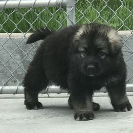 Shiloh Shepherd Puppies from Solace Shilohs