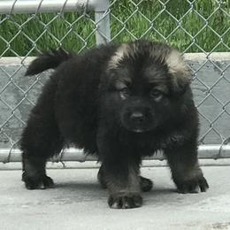 Shiloh Shepherd Puppies from Solace Shilohs