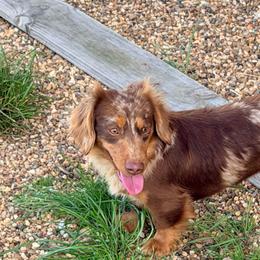 Dachshund puppies from Rockin F6 Miniature Dachsunds