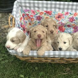 Goldendoodle, Schnoodle, and Sheepadoodle Puppies from Dood Ranch