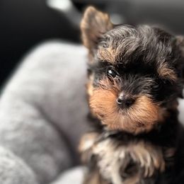 French Bulldogs and Yorkshire Terriers from Twinkle Paws Frenchies and Yorkies