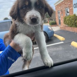Australian Shepherd Puppies from Southern Sky Aussies