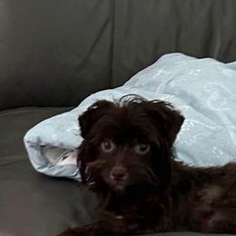 Winnie - Yorkshire Terrier