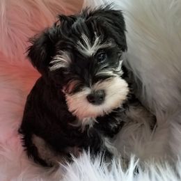 Miniature Schnauzers from Mini Schnauzers 4U
