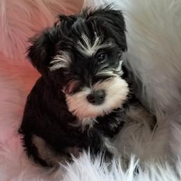 Miniature Schnauzers from Mini Schnauzers 4U