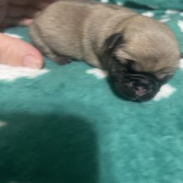 Eric - Fawn male Pug puppy in Hanover, Virginia from Pure Pugs