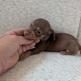 Paisley - Chocolate and cream female Dachshund puppy in Barnard, Missouri from KB Doxies
