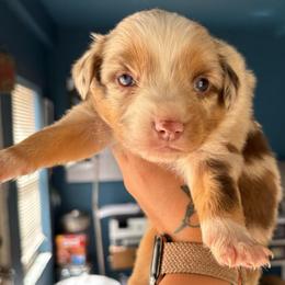 Girl 1 - Red merle female Australian Shepherd puppy in Lubbock, Texas from REKN’ Kennel Aussies