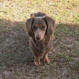 Dutchess - Dachshund