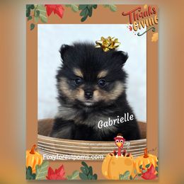 Gabrielle - Black and tan female Pomeranian puppy in Eatonville, Washington from Foxy Forest Poms