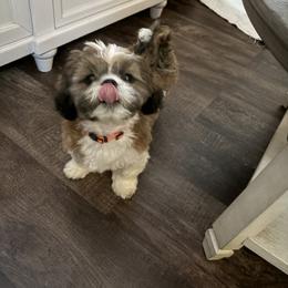 Cooper - Chocolate male Shih Tzu puppy in Temple, Pennsylvania from Kathy Diego's Shih Tzus